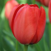 Tulip Apeldoorn image