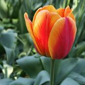 Tulip Apeldoorn's Elite image