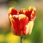 Tulip Banja Luka
