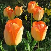 Tulip Day Dream image