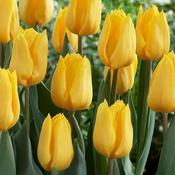Tulip Golden Apeldoorn image