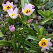 Tulip bakeri Lilac Wonder