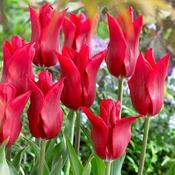 Tulip Pieter de Leur