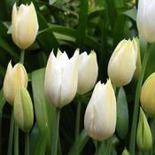 Tulip Purissima  (White Emperor) image