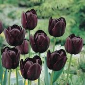 Tulip Queen of Night