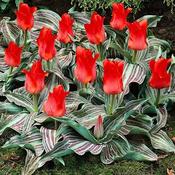 Tulip Red Riding Hood image