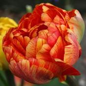 Tulip Sunlover - Double image