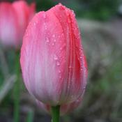 Tulip Van Eijk image