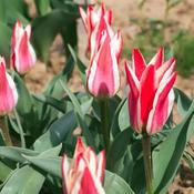 Tulip Pinocchio