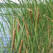 Typha angustifolia - Reedmace