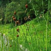 Typha minima - Dwarf Reed
