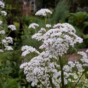 Valeriana officinalis - Valerian
