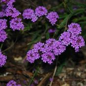 Verbena rigida image