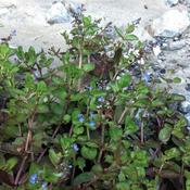 Veronica beccabunga - Brooklime