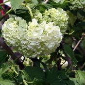 Viburnum opulus Roseum
