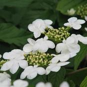 Viburnum plicatum Mariesii