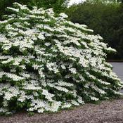 Viburnum plicatum Shasta