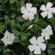 Vinca minor Gertrude Jekyll