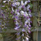Wisteria floribunda Domino (Issai)