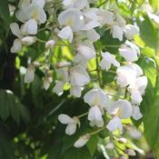 Wisteria brachybotrys f. albiflora Shiro-kapitan (Venusta)