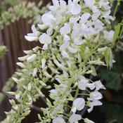 Wisteria floribunda Longissima Alba (Shiro-noda) image