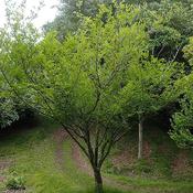 Zanthoxylum piperitum