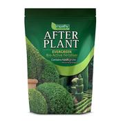 RHS Empathy Afterplant - Evergreen