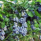 Blueberry Jersey