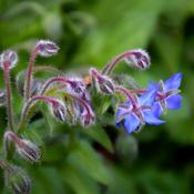 Borage - Borago officinalis