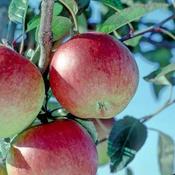 Apple Braeburn