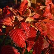 Carpinus betulus Rockhampton Red (syn. Lockglow)