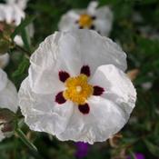 Cistus purpureus Alan Fradd