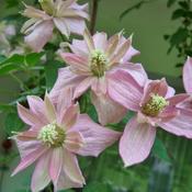 Clematis montana Broughton Star