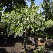 Davidia involucrata Sonoma image