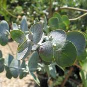 Eucalyptus pulverulenta Baby Blue image