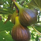 Ficus Brown Turkey - Fig