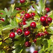 Crataegus monogyna - Hawthorn image