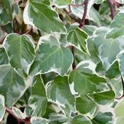 Hedera algeriensis Gloire de Marengo
