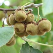 Kiwi - Actinidia deliciosa Jenny - self fertile
