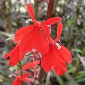 Lobelia cardinalis Queen Victoria image