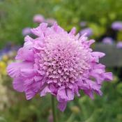 Scabiosa Pink Mist