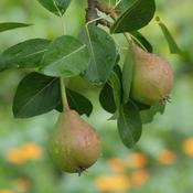 Pear Beurre Hardy
