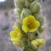 Verbascum thapsus