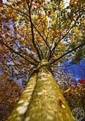 Autumnal Splendour: Golden Oak in Roscommon