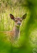 Gentle Gaze: Sika Deer Calf