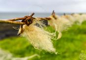 Wire Wool (Sligo Coast)