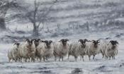 Weathering the Storm limited edition print
