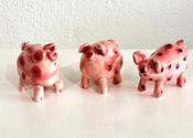 Small Pigs