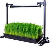 Bundle 1 Micro-Green