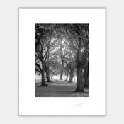 Phoenix Park Dublin 1999